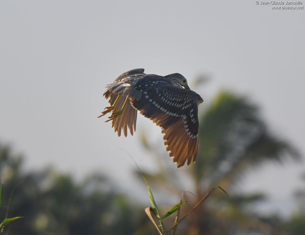 Black-crowned Night Heronjuvenile