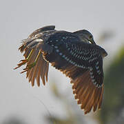 Black-crowned Night Heron