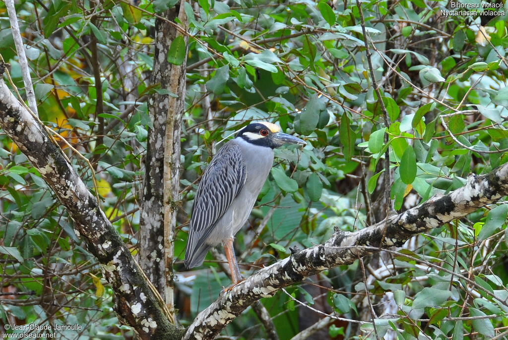 Yellow-crowned Night Heron, Behaviour