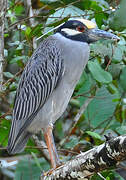 Yellow-crowned Night Heron