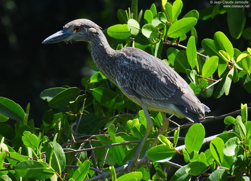 Yellow-crowned Night Heronimmature