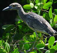 Yellow-crowned Night Heron