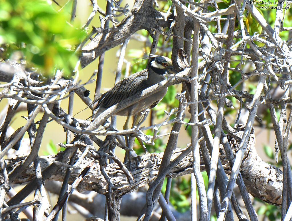 Yellow-crowned Night Heron