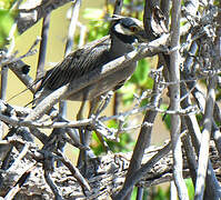 Yellow-crowned Night Heron