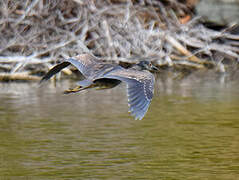 Yellow-crowned Night Heron