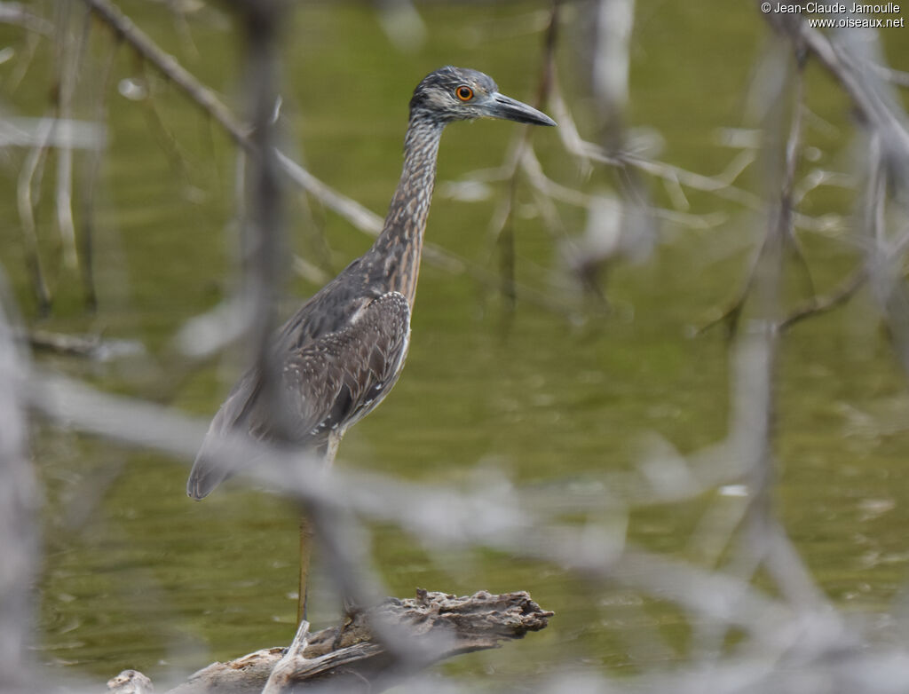 Yellow-crowned Night Heron