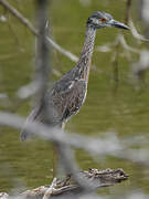 Yellow-crowned Night Heron