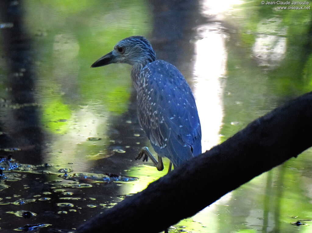 Yellow-crowned Night Heronimmature