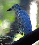 Yellow-crowned Night Heron