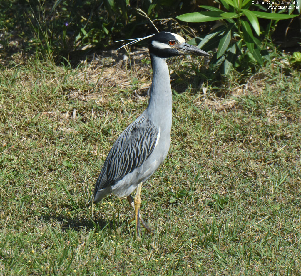 Yellow-crowned Night Heronadult breeding