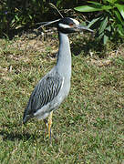 Yellow-crowned Night Heron