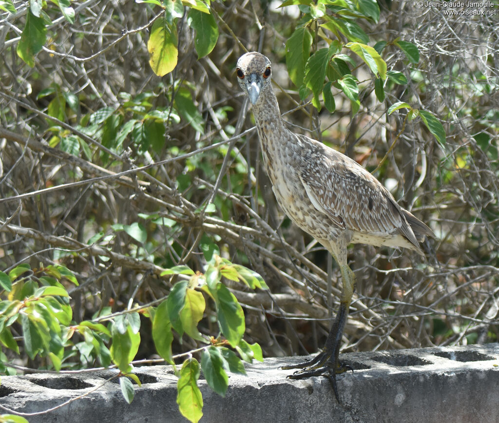 Yellow-crowned Night Heronimmature