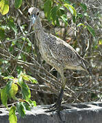 Yellow-crowned Night Heron