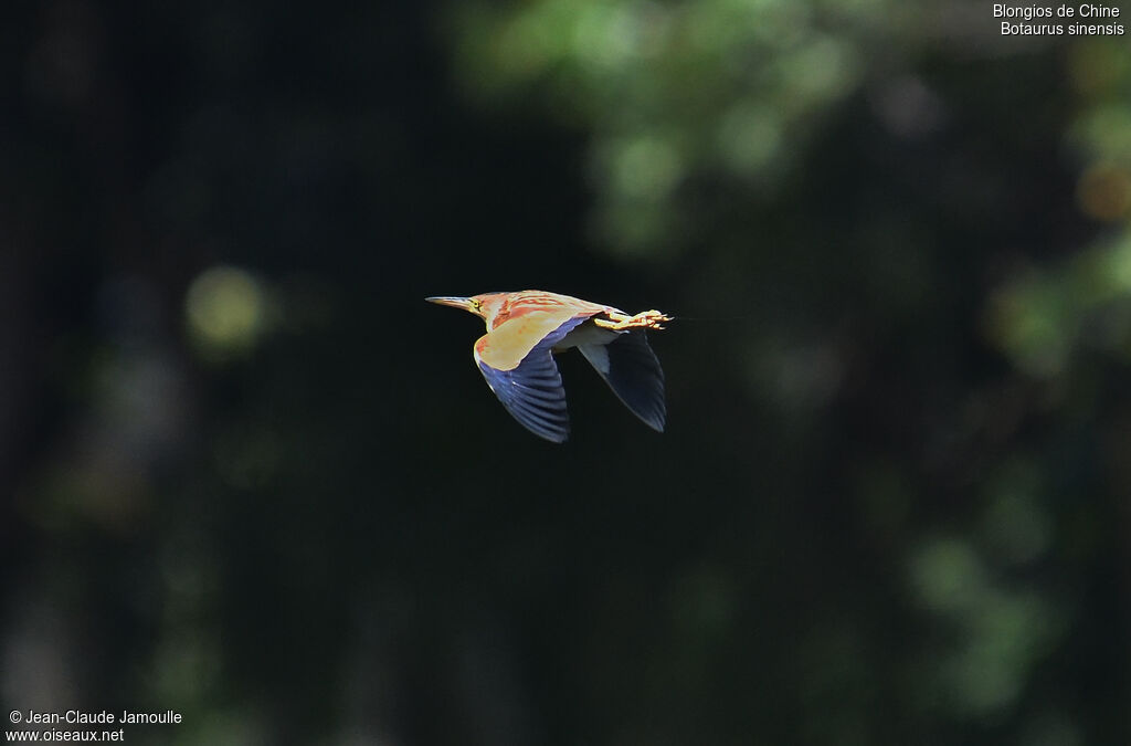 Yellow Bittern, Flight