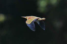 Yellow Bittern