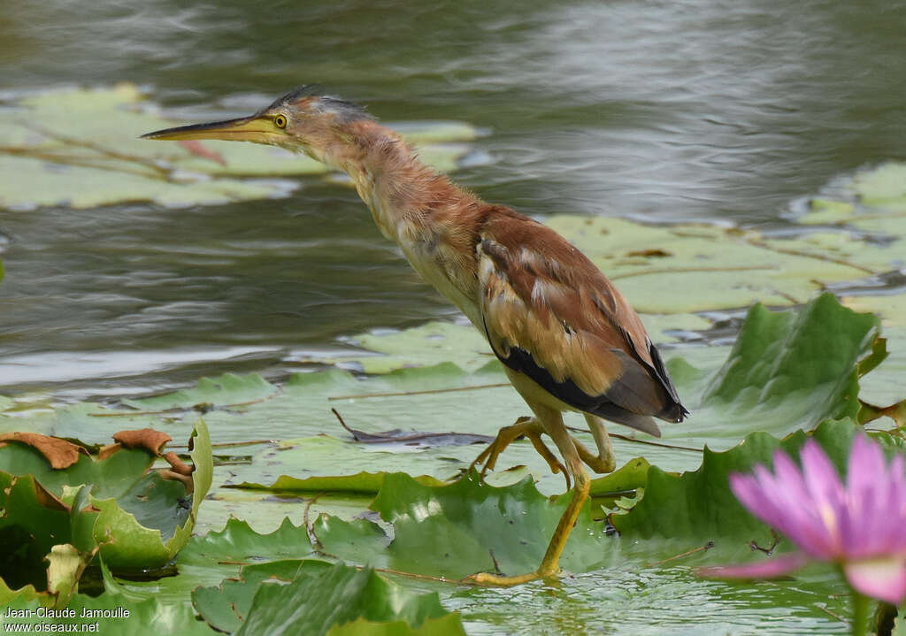 Yellow Bittern, identification