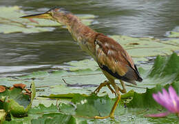 Yellow Bittern