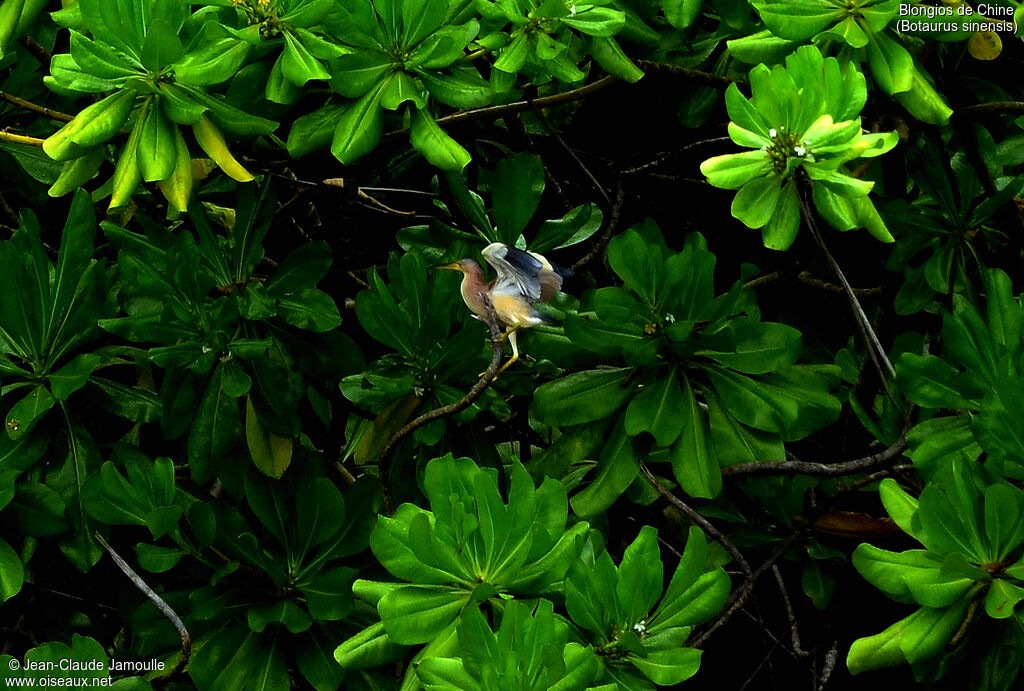 Yellow Bittern male adult, Flight