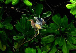 Yellow Bittern