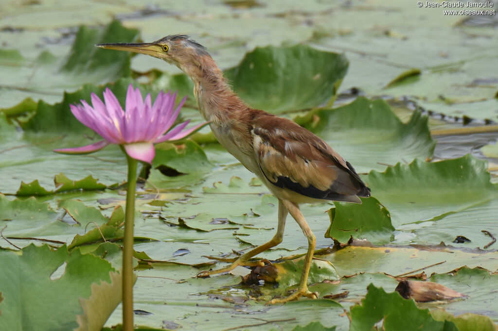 Yellow Bittern