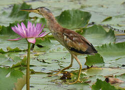 Yellow Bittern