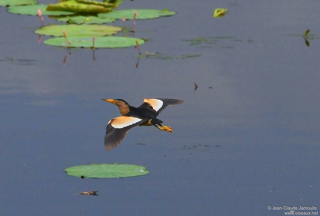 Little Bittern male adult, Flight