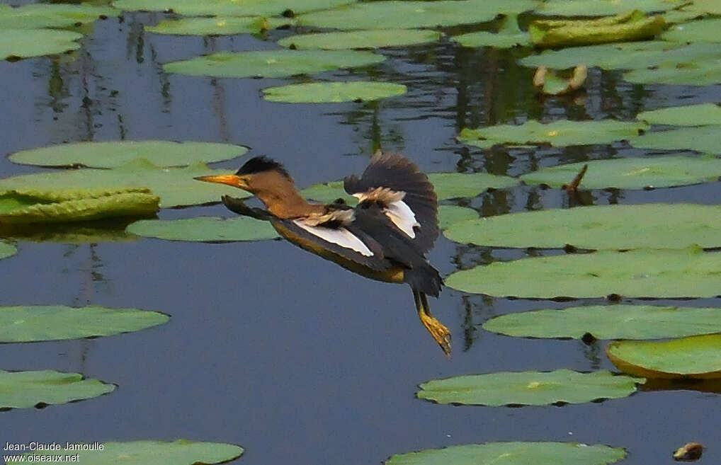 Little Bittern male adult, Flight, Behaviour