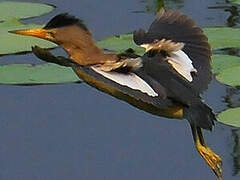 Little Bittern