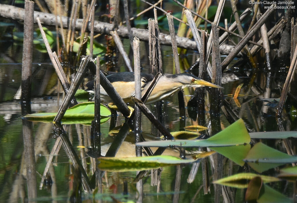 Blongios nain mâle, pêche/chasse