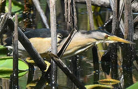 Little Bittern