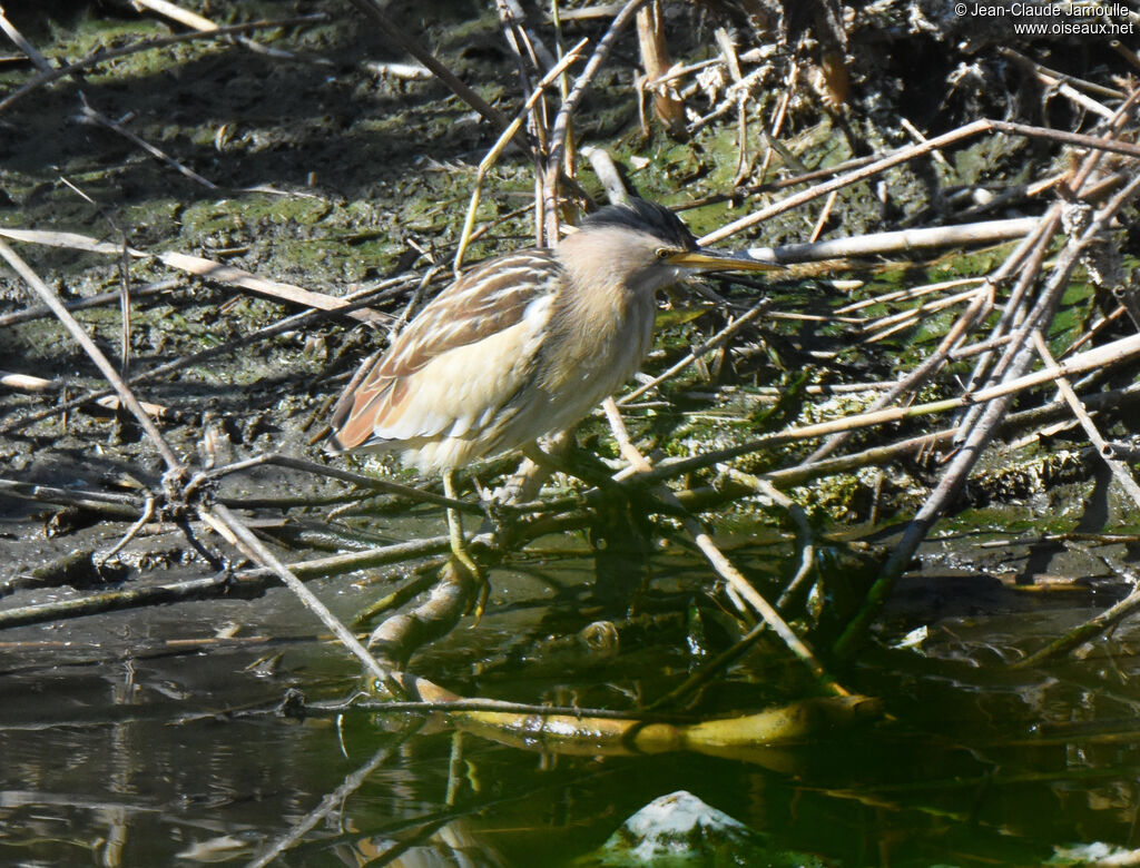 Little Bittern female adult