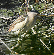 Little Bittern