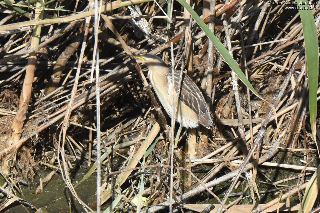 Little Bittern