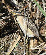 Little Bittern