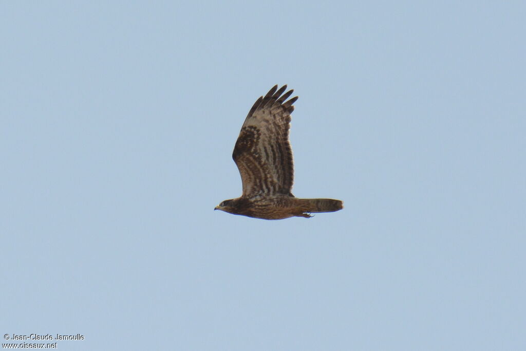 European Honey Buzzard