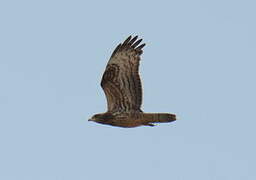 European Honey Buzzard