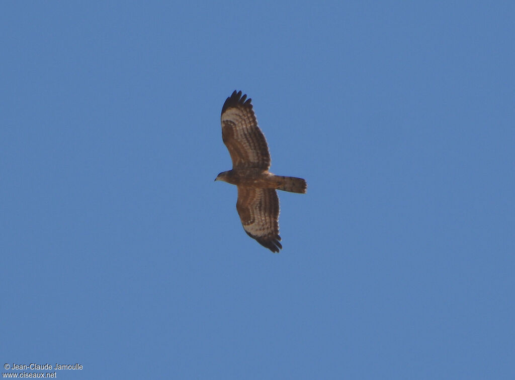 European Honey Buzzardjuvenile, Flight