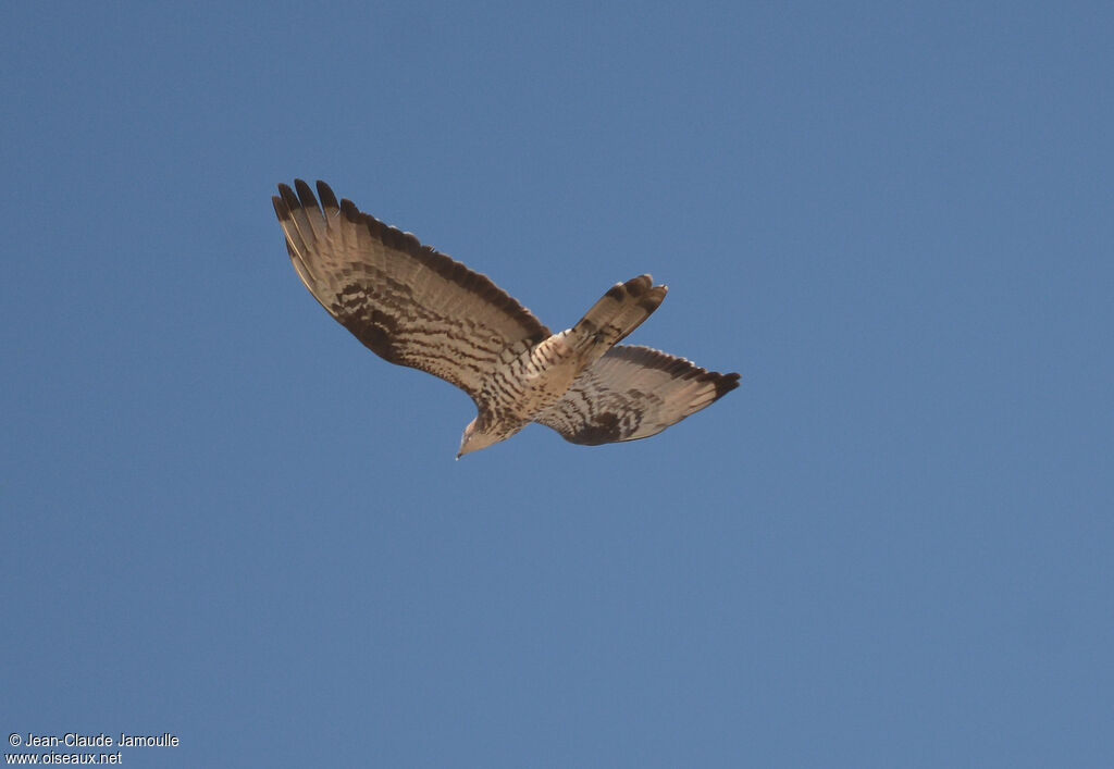 European Honey Buzzard male adult, Flight