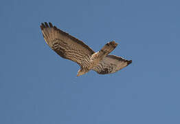 European Honey Buzzard