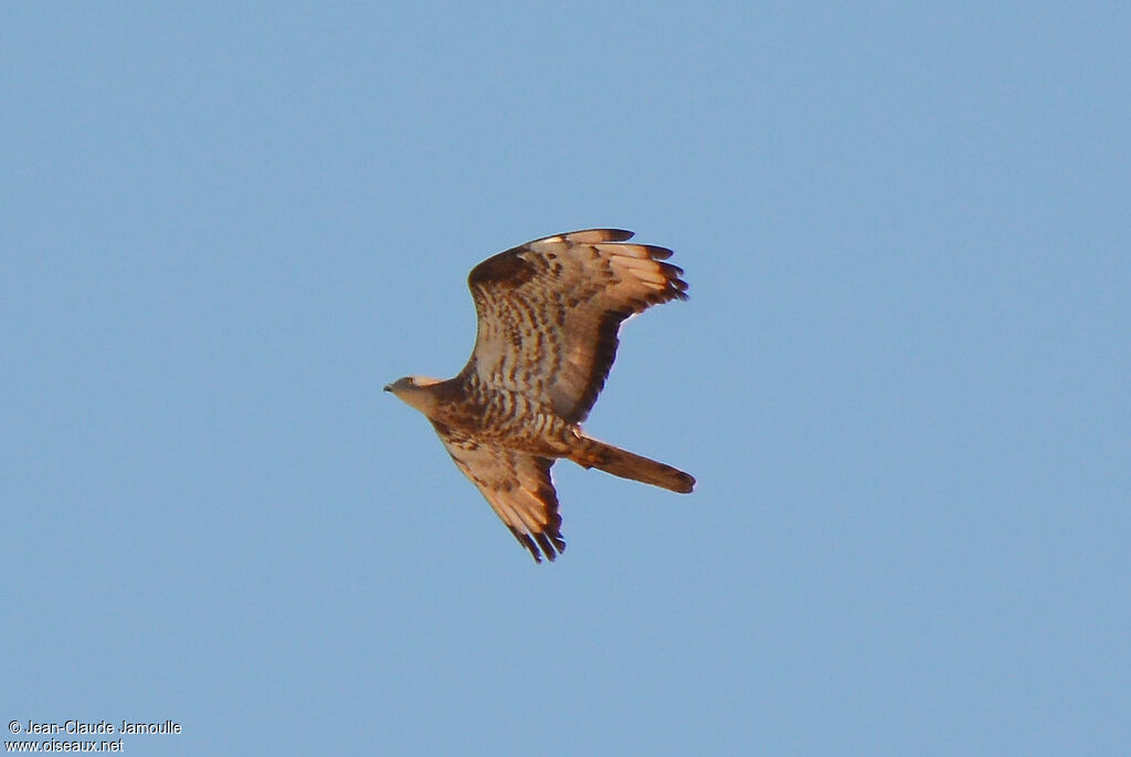 European Honey Buzzard male adult, Flight