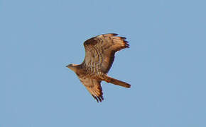 European Honey Buzzard