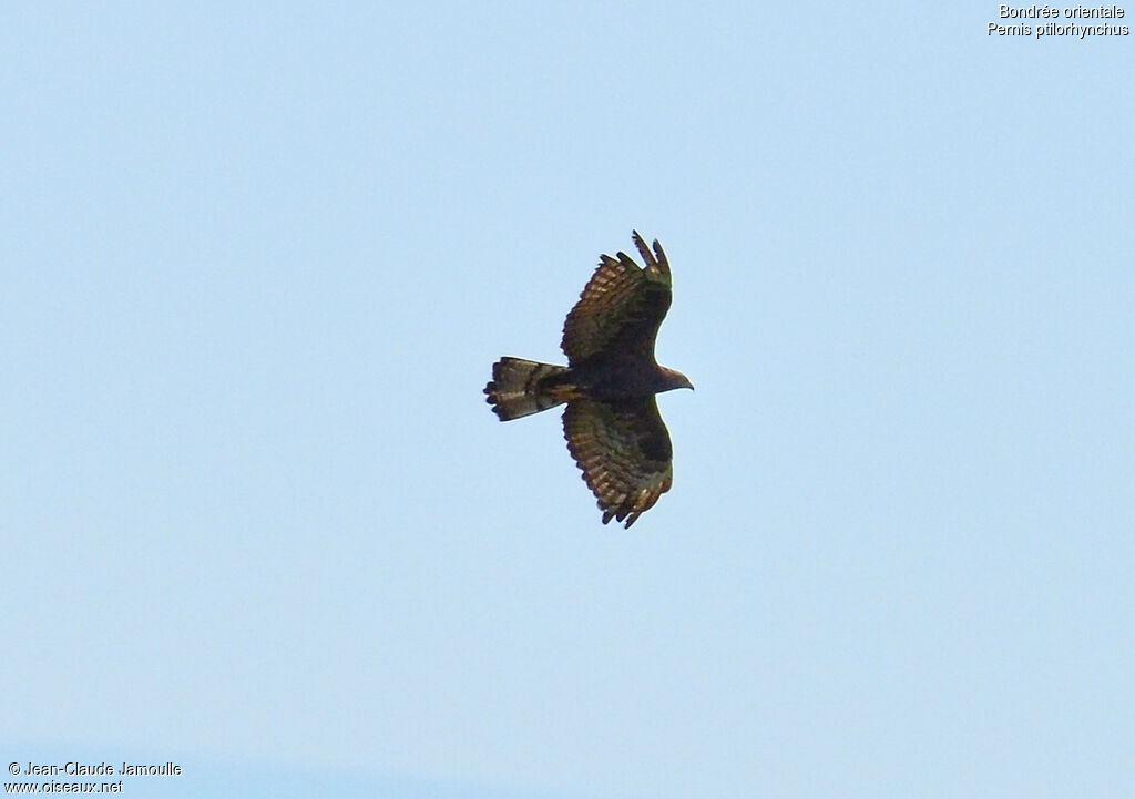 Crested Honey Buzzardjuvenile, Flight