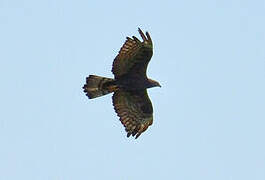 Crested Honey Buzzard