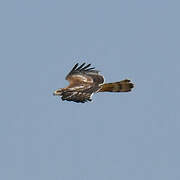 Crested Honey Buzzard