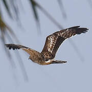 Crested Honey Buzzard