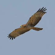 Crested Honey Buzzard