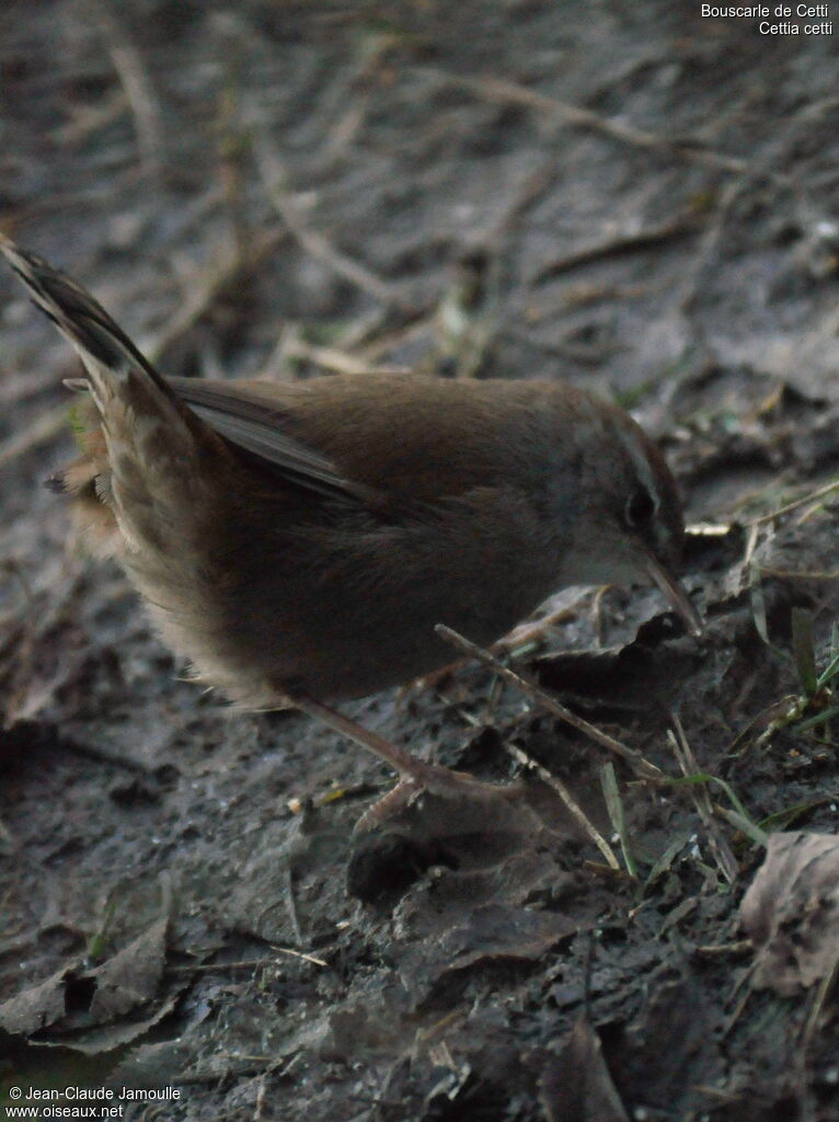 Bouscarle de Cetti, Comportement