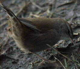 Bouscarle de Cetti