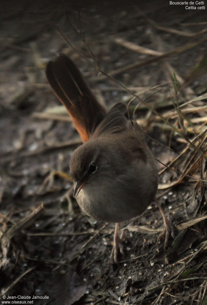 Cetti's Warbler, identification