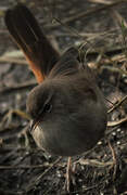 Bouscarle de Cetti